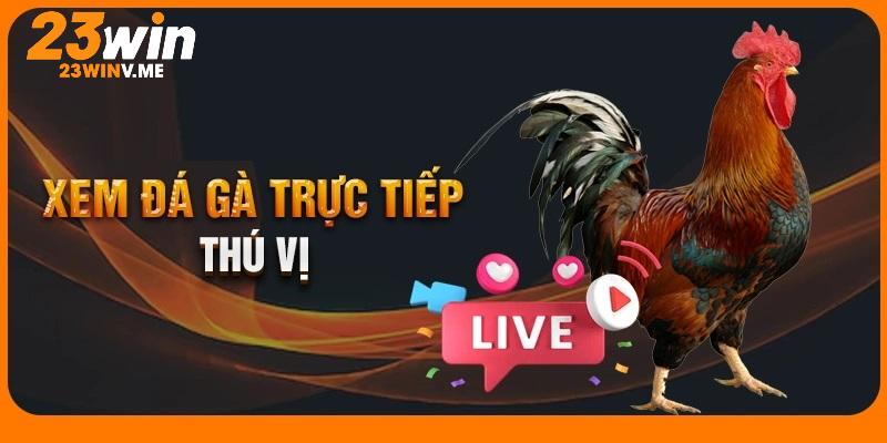 4 bước xem đá gà trực tiếp và đặt cược tại 23win