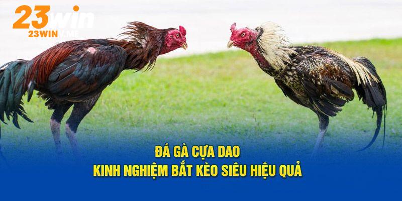 Kinh nghiệm bắt gà cựa chuẩn không cần chỉnh